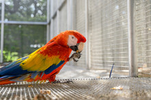 Scarlet Macaw Opening Peanut In Cage