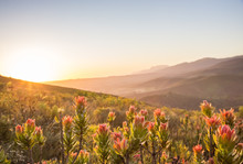 Sunset Over Valley With Protea Flowers In Foreground