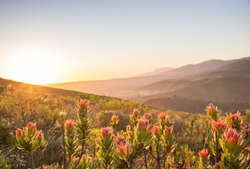 Sunset over valley with protea flowers in foreground