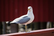 Isolated seagull close up, Norway