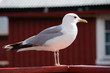 Isolated seagull close up, Norway