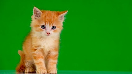 Canvas Print - orange kitten looks in different directions on a green screen