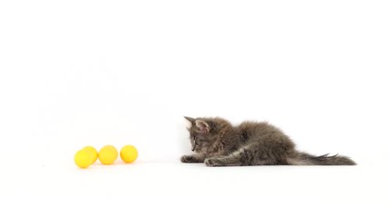 Wall Mural - kitten plays with a ball for kittens on a white screen