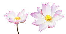 Pink Water Lily Isolated On White Background.