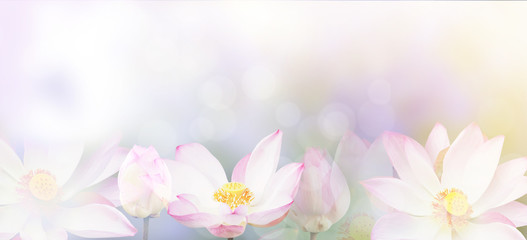 Wall Mural - banner pink water lily flower background.