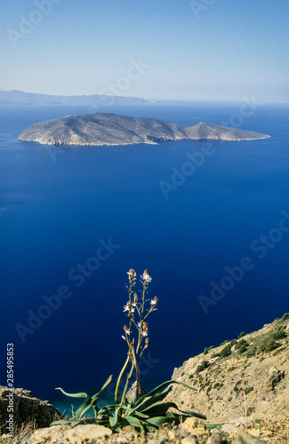 Asphodele Blanc Asphodelus Albus Ile De Mochlos Crete Grece Stock Photo Adobe Stock