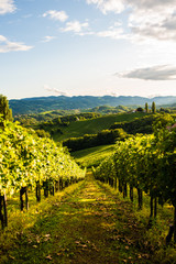 Austria, south styria vineyards travel destination. Tourist spot for vine