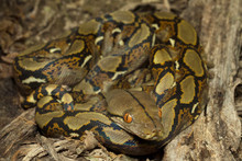 Baby Reticulated Python (Python Reticulatus) Bali Locality In Indonesia