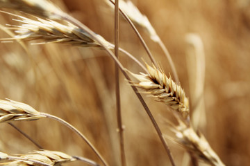 Close up of wheat, with a depth of field 