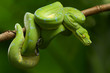 © dwi - Green tree python (Morelia viridis) sorong locality