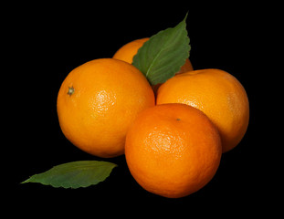 tangerines with leaves isolated on black background