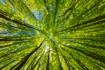 Looking up at the green tops of trees