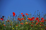 Fototapeta Kwiaty - A field of red poppies against a blue sky without clouds. Selective focus, bottom view, close-up.