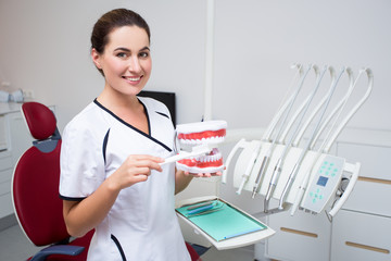 Wall Mural - portrait of dentist or hygienist showing how to clean teeth with artificial jaws and toothbrush in modern clinic