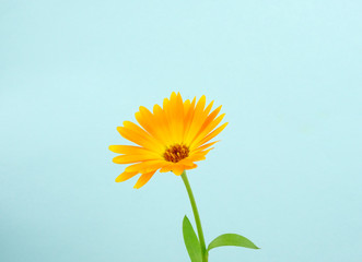 Pot marigold Flower, Calendula officinalis, isolated on a pastel blue background 