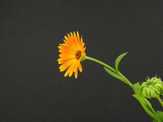 Pot marigold Flower, Calendula officinalis, isolated on a black background                                        