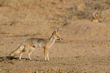 Wall Mural - cape fox in the kgalagadi transfrontier park in the kalahari desert in south africa