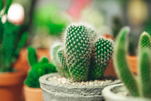 Market Of Flowers, Mini Cactus In Pots Shelves Sold