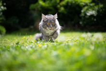 Young Blue Tabby Maine Coon Cat Outdoors In The Garden On Grass Sticking Out Tongue Licking Over It's Nose Ona Sunny Day Looking Ahead