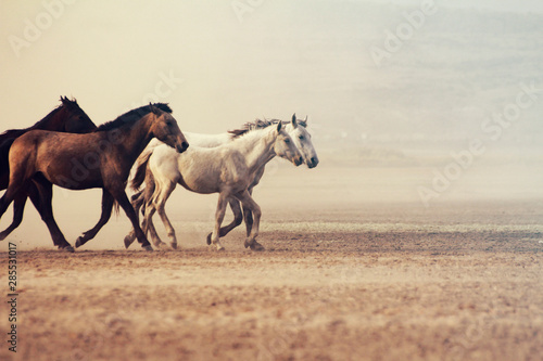 A Plain With Beautiful Horses In Sunny Summer Day In Turkey Herd Of Thoroughbred Horses Horse Herd Run Fast In Desert Dust Against Dramatic Sunset Sky Wild Horses Stock Photo Adobe