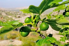 Common Fig Tree With The Caspian Sea On The Background On Absheron Peninsula In Azerbaijan