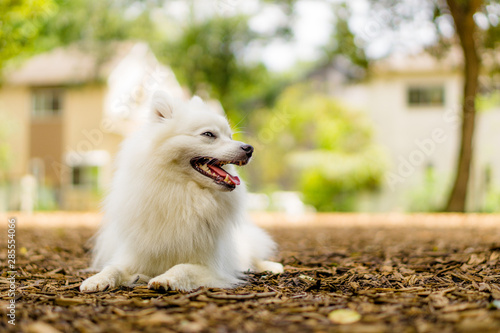 日本スピッツ 白い犬 Japanese Spitz Stock Photo Adobe Stock 日本スピッツ 白い犬 Japanese Spitz Stock Photo Adobe Stock