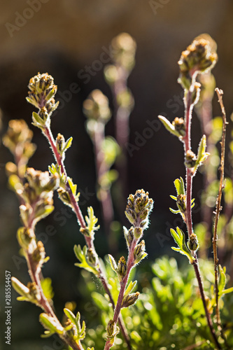Artemisia Glacialis Flower Gran Paradiso National Park Italian