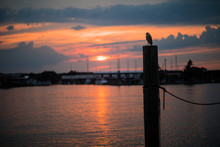 The Silhouette Of A Great Blue Heron In Kent Island, Maryland