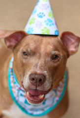 Wall Mural - Birthday Boy Pit Bull Dog 