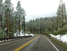 Beautiful Road Driving Towards The Trees And The Snow On Yellowstone National Park