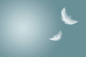 Wall Mural - abstract white feathers floating in the air
