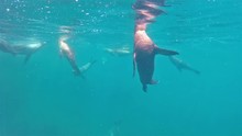 Baja California Sea Lions Underwater San Pedro Martir All Dive At The Same Time.