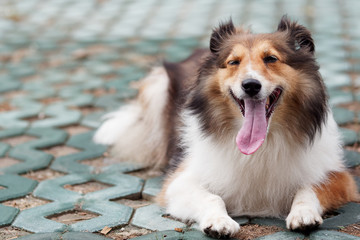 Adorable Shetland sheepdog lying on ground and smiling at camera with eyes closed.