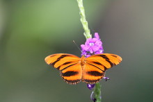 Banded Orange Heliconian Butterfly In Costa Rica