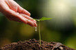 © Poramet - Farmer's hand watering a young plant
