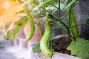 Green eggplant is growing in the garden.