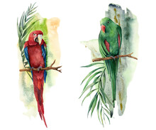 Watercolor Tropical Composition With Parrots. Hand Painted Red And Green Macaw, Palm And Banana Branch Isolated On White Background. Floral Print With Tropical Bird. For Design, Print Or Background.