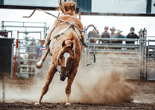 Cuadros en Lienzo Wild horse bucking and rearing after throwing off the cowboy during bronco ridin