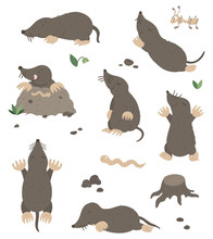 Vector Set Of Cartoon Style Flat Funny Moles In Different Poses With Ant, Worm, Leaves, Stones Clip Art. Cute Illustration Of Woodland Animals For Children’s Design. .