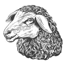 Sheep Hand Drawn Vector Illustration Realistic Sketch