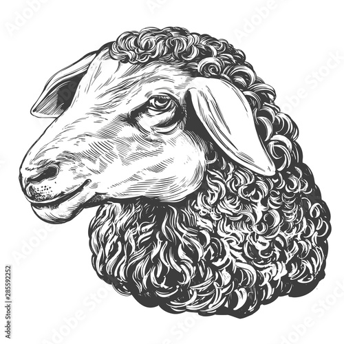 Fotografía sheep hand drawn vector illustration realistic sketch