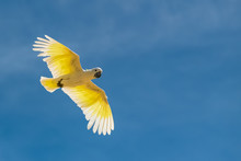 Golden Parakeet, Guaruba Guarouba, Beautiful Yellow Bird Flying
