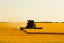 Canadian Farmer Harvesting Field On A Combine Harvester In Winnipeg Manitoba