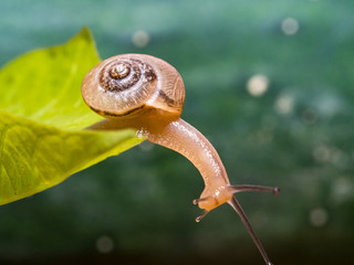 Wall Mural - Snail on a green leaf