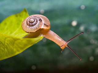 Canvas Print - Snail on a green leaf