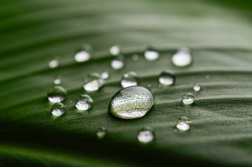 Many drops of water drop on banana leaves,selective focus