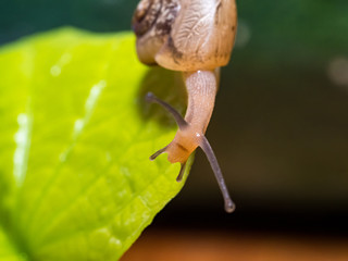 Snail on a green leaf