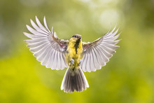 Bird In Flight On Green Garden Background