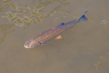 Canvas Print - Common chub in river