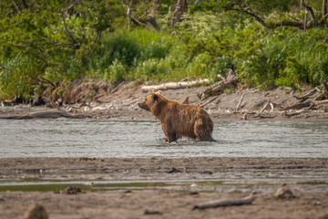 Ruling the landscape, brown bears of Kamchatka (Ursus arctos beringianus)